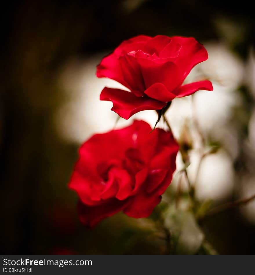 Beautiful, colourful and summer flowers. Beautiful, colourful and summer flowers