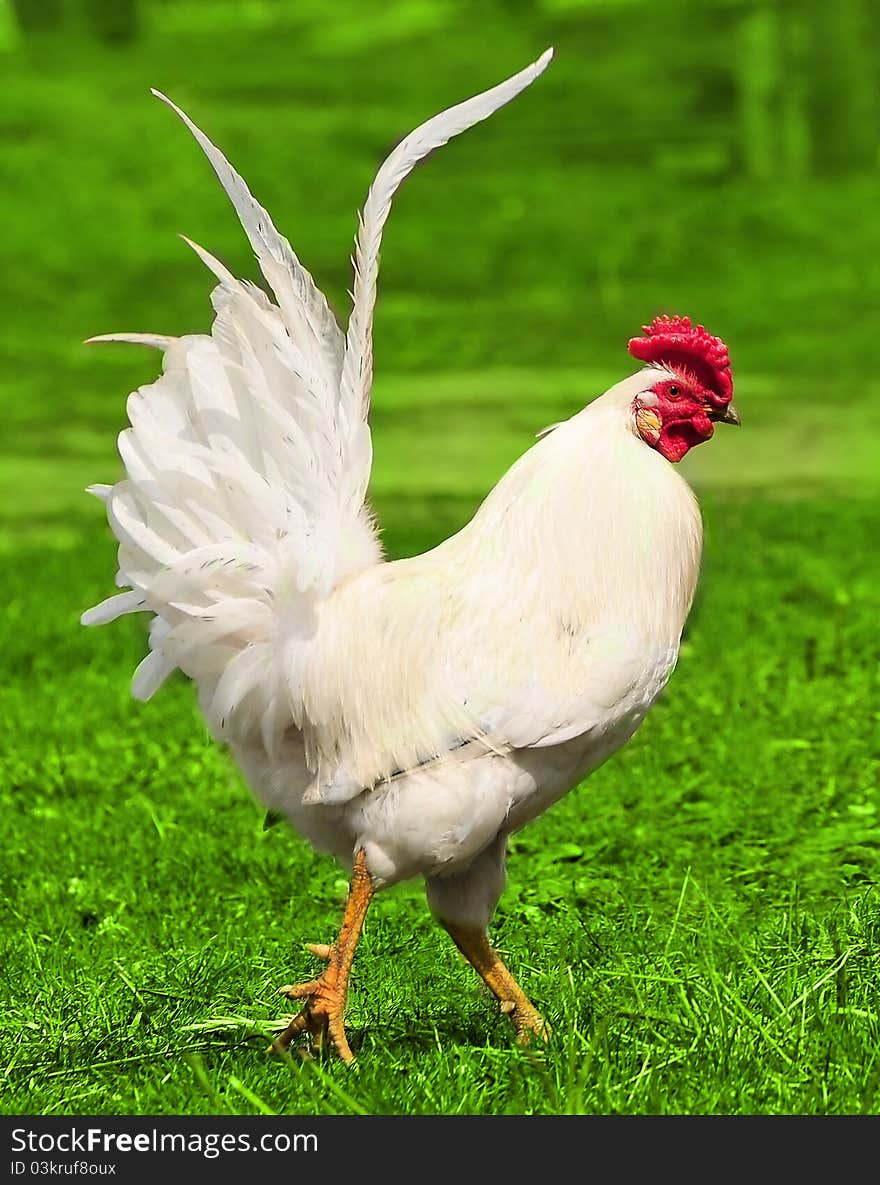 Beautiful white rooster on the green grass