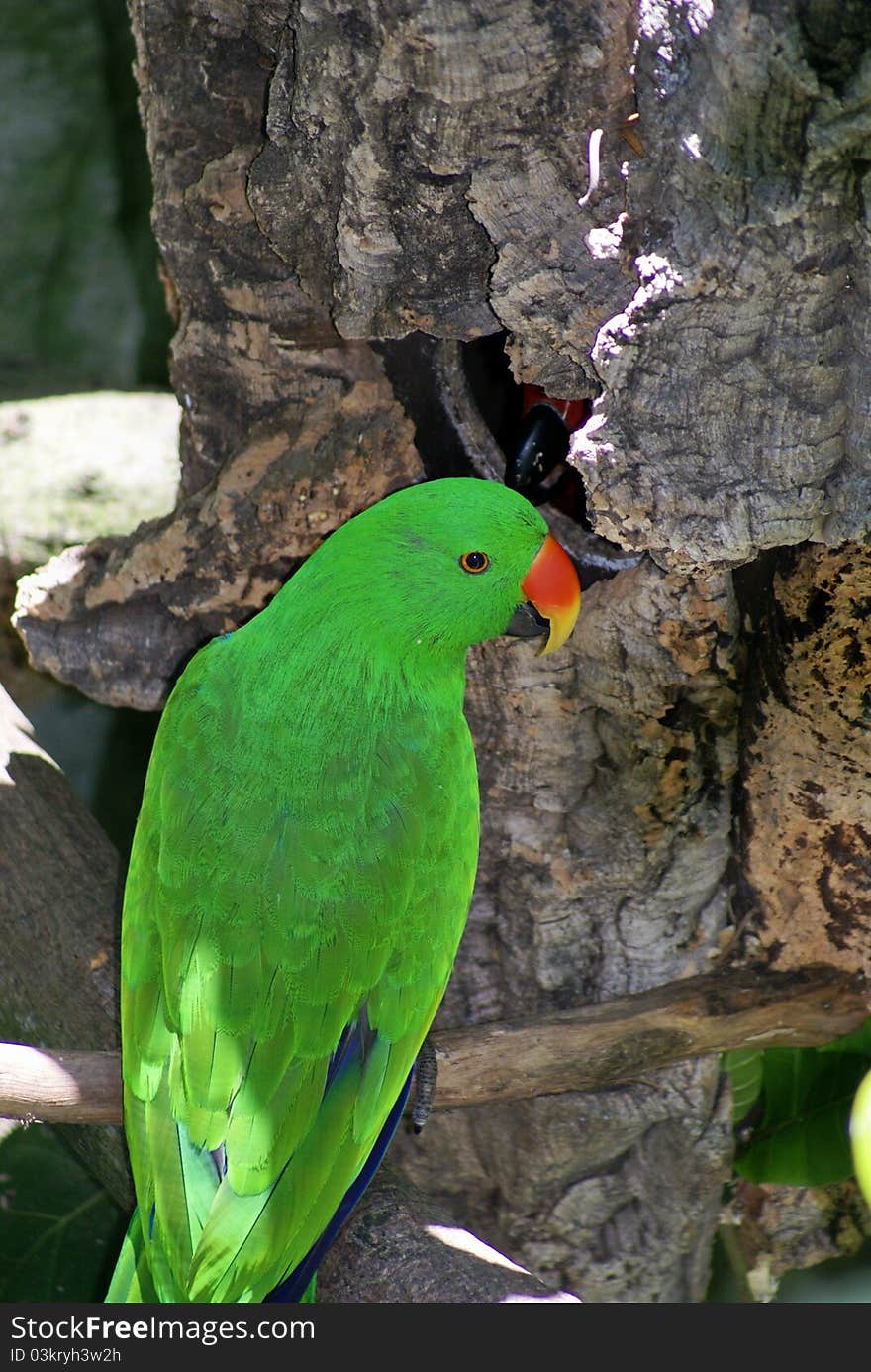 Beautiful Male Eclectus Parrot from the Island of Maluccon Indonesia