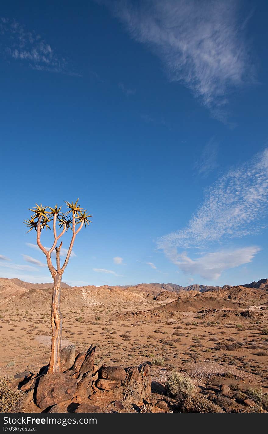 The dry desert landscape with a single quiver tree in the Ai-Ais Richtersveld Transfrontier Park in South Africa. The dry desert landscape with a single quiver tree in the Ai-Ais Richtersveld Transfrontier Park in South Africa