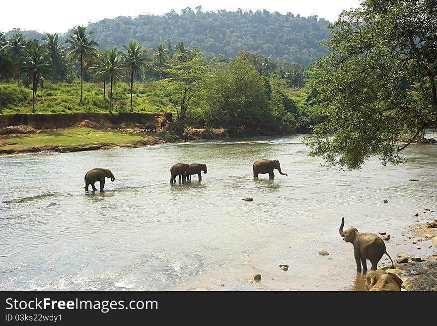 Elephants Bathing