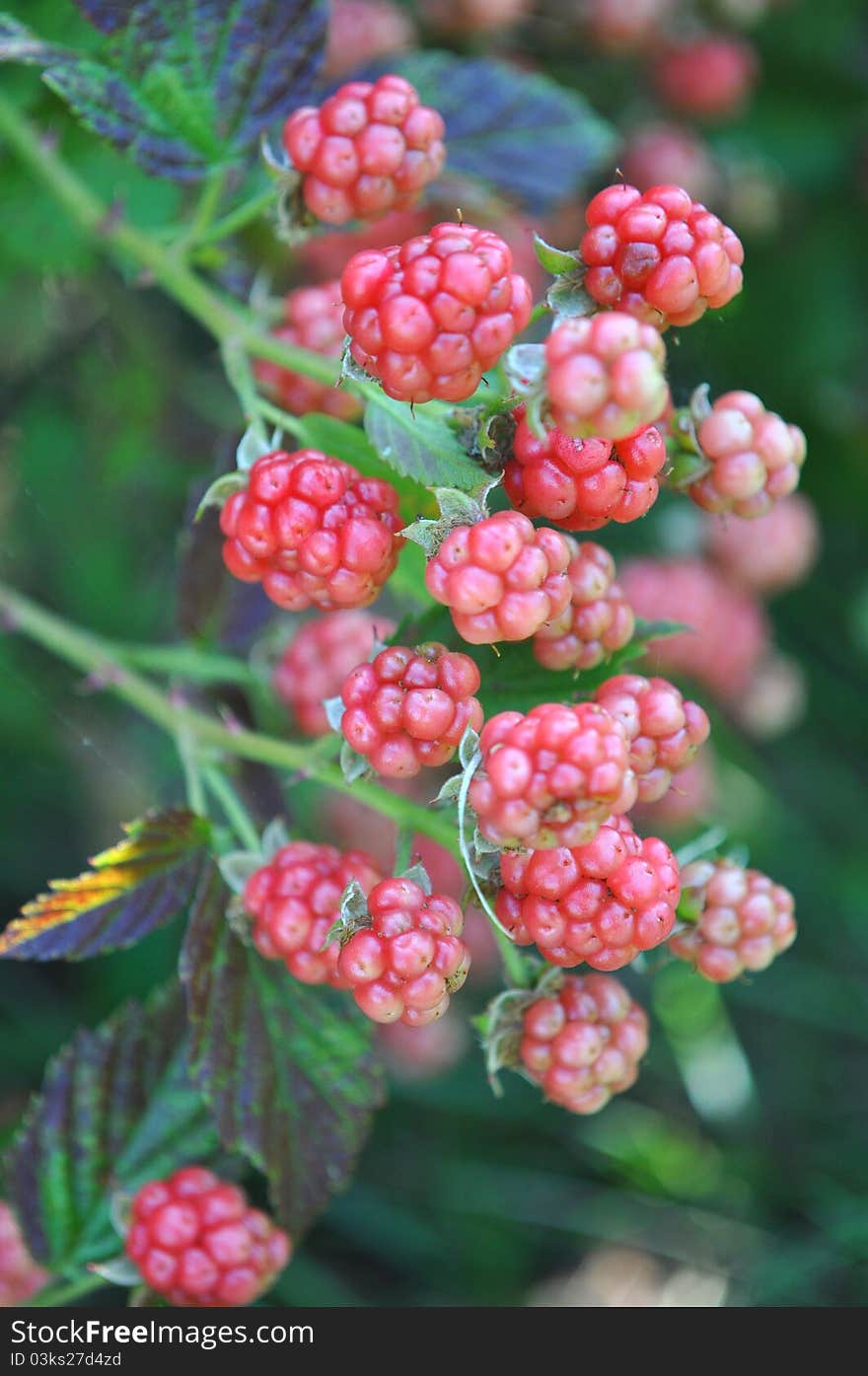 Unripened Wild Blackberries