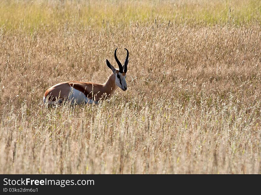 Springbok gazelle in the kalahari desert in the Kgalagadi Transfrontier Park in South Africa. Springbok gazelle in the kalahari desert in the Kgalagadi Transfrontier Park in South Africa