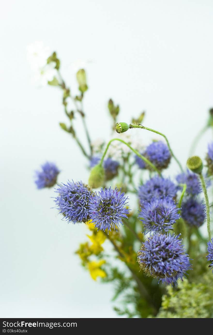 Beautiful blue wiild flowers on the white background