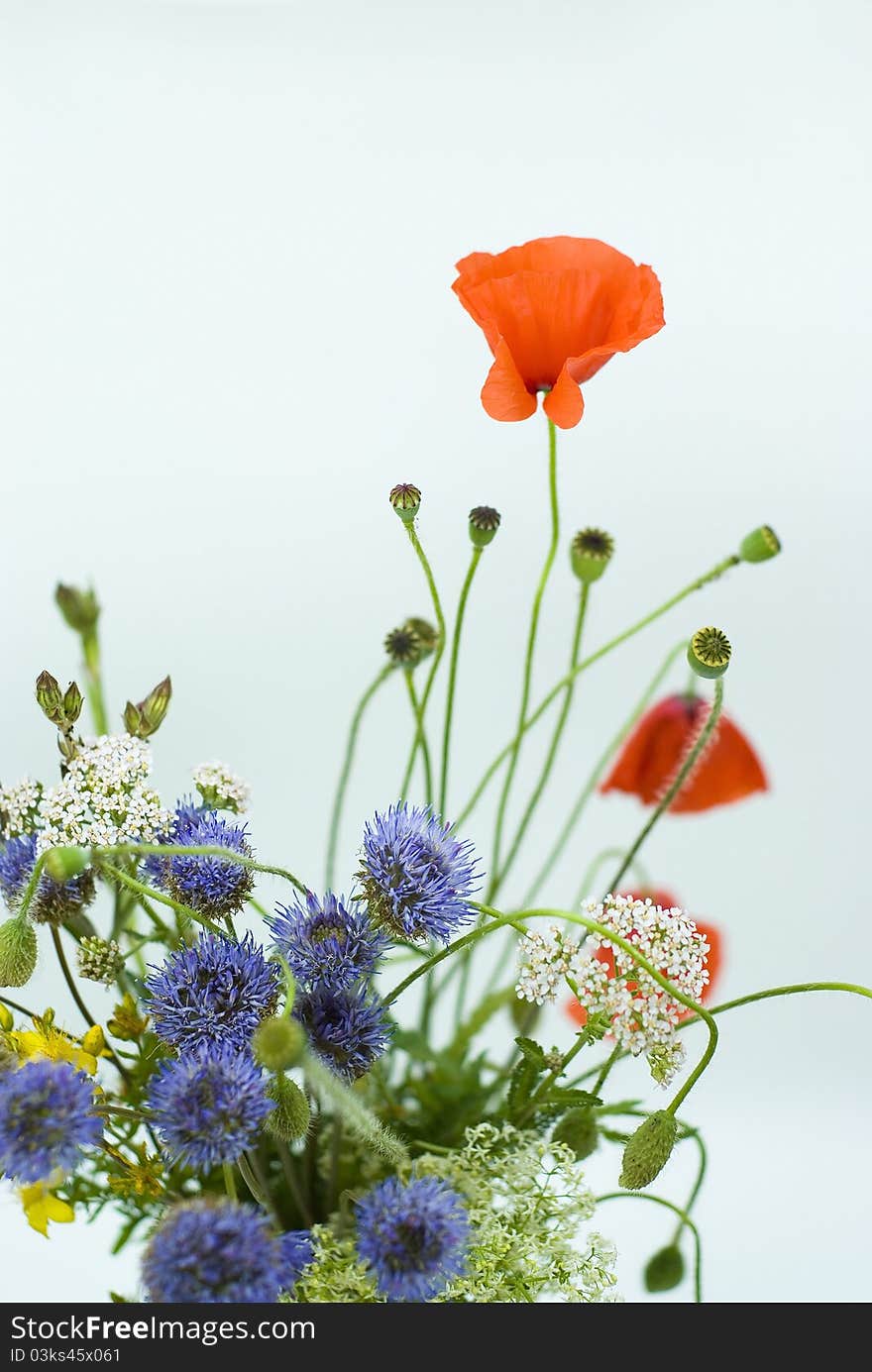 Red poppies with wild flowers isolated on a white background. Red poppies with wild flowers isolated on a white background