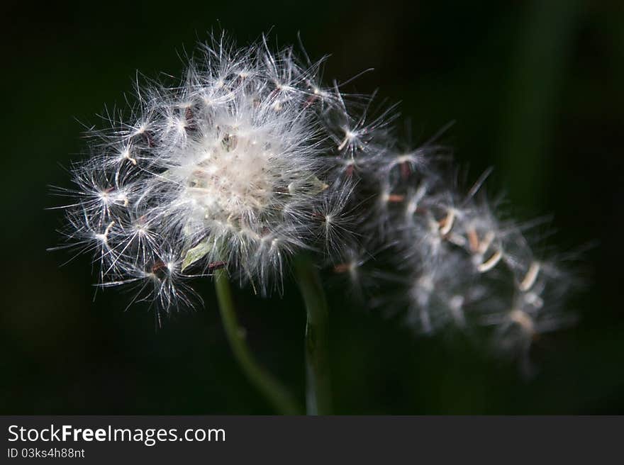 Dandelion Fluff