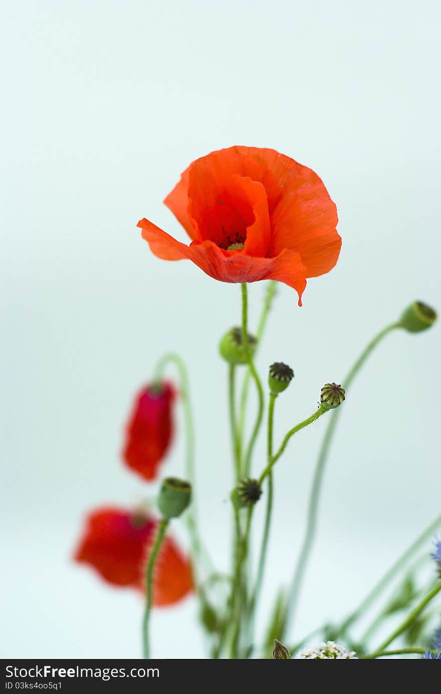 Red poppies on a white background