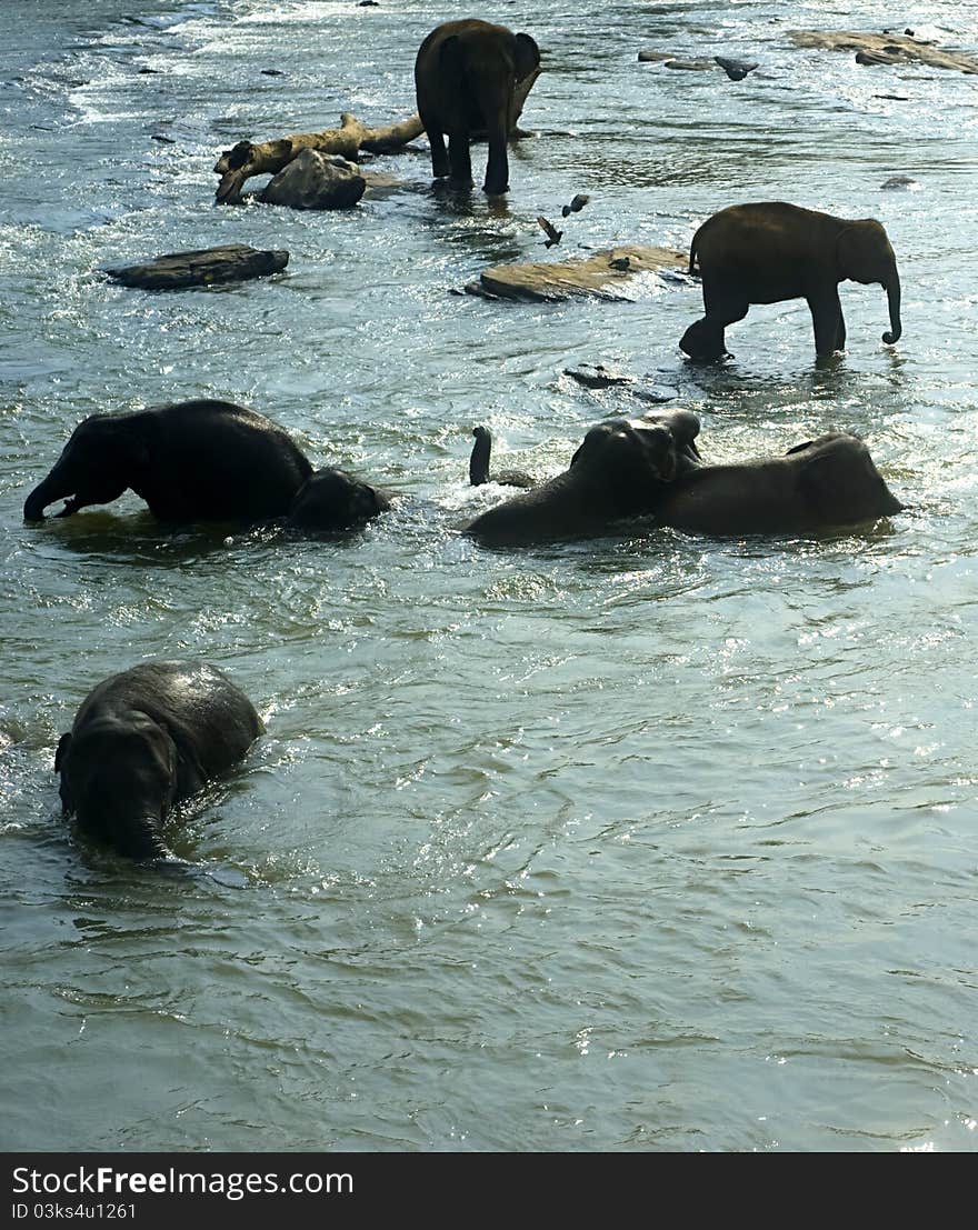 Elephants from the Pinnewala Elephant Orphanage enjoy their daily bath at the local river. Elephants from the Pinnewala Elephant Orphanage enjoy their daily bath at the local river.