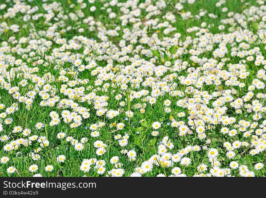 A field of white daisies in blossom