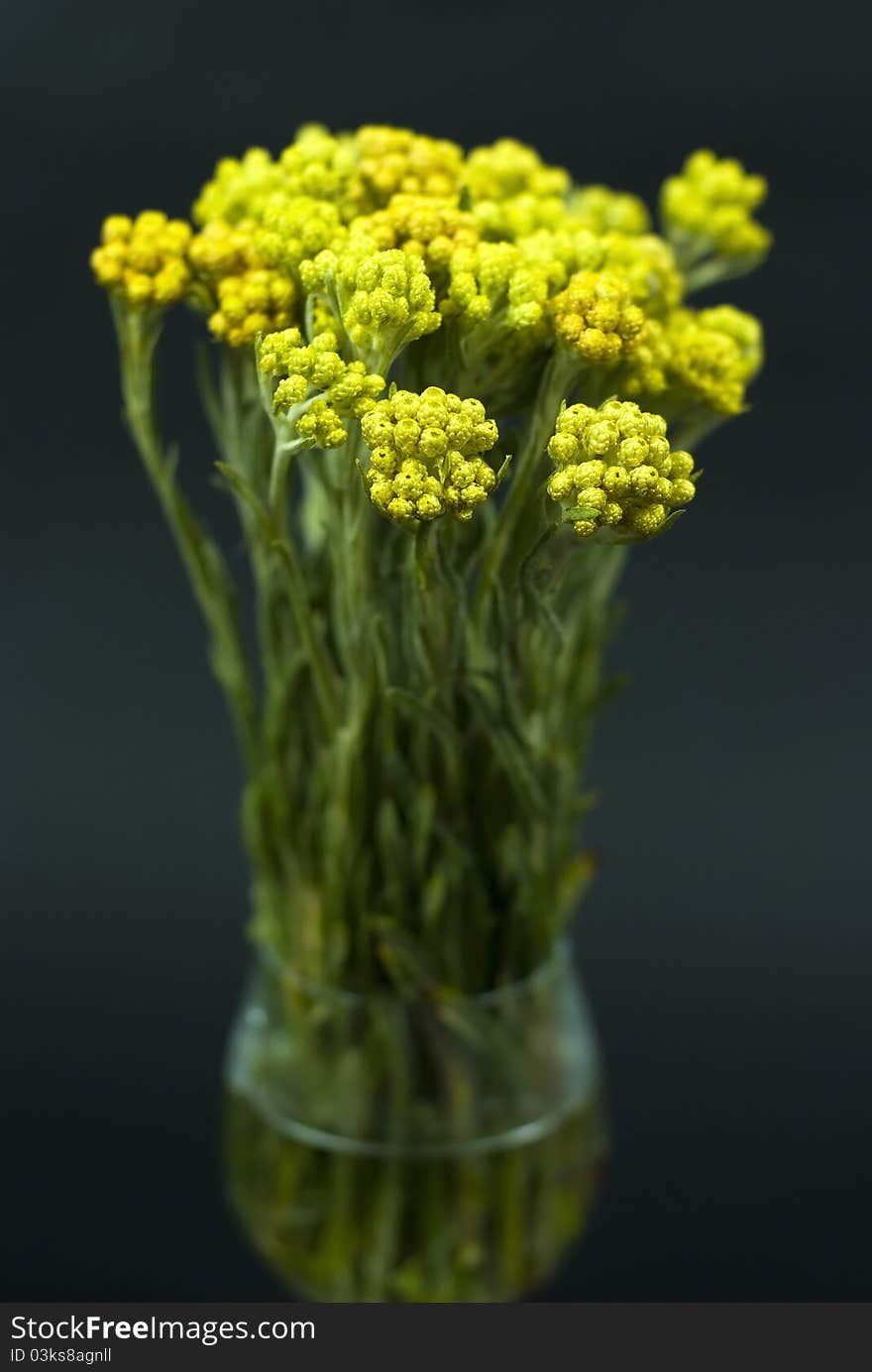 Immortelle plant on black background. Immortelle plant on black background