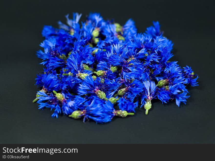 Blue Cornflowers On Black Background