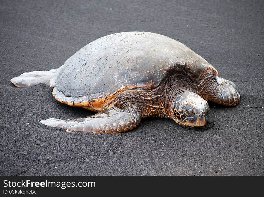 A sea turtle on a black sand beach