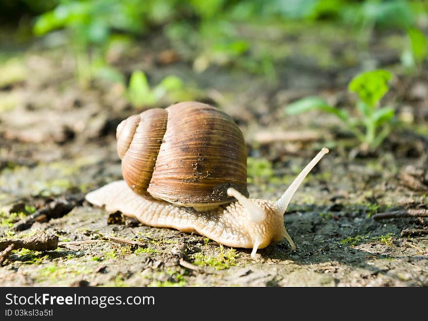 Snail is climbing up, image from nature series: snail on leaf