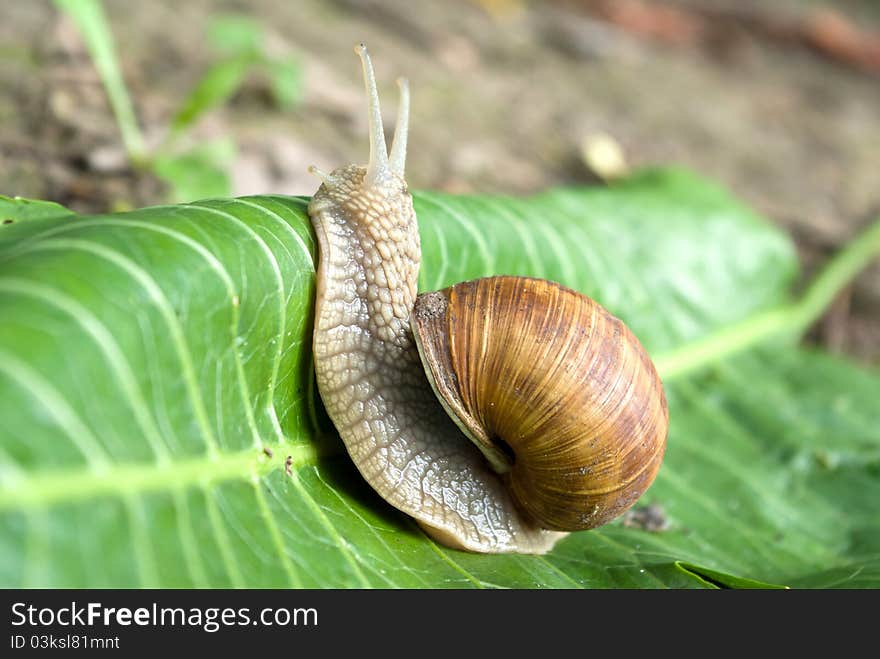 Snail is climbing up, image from nature series: snail on leaf