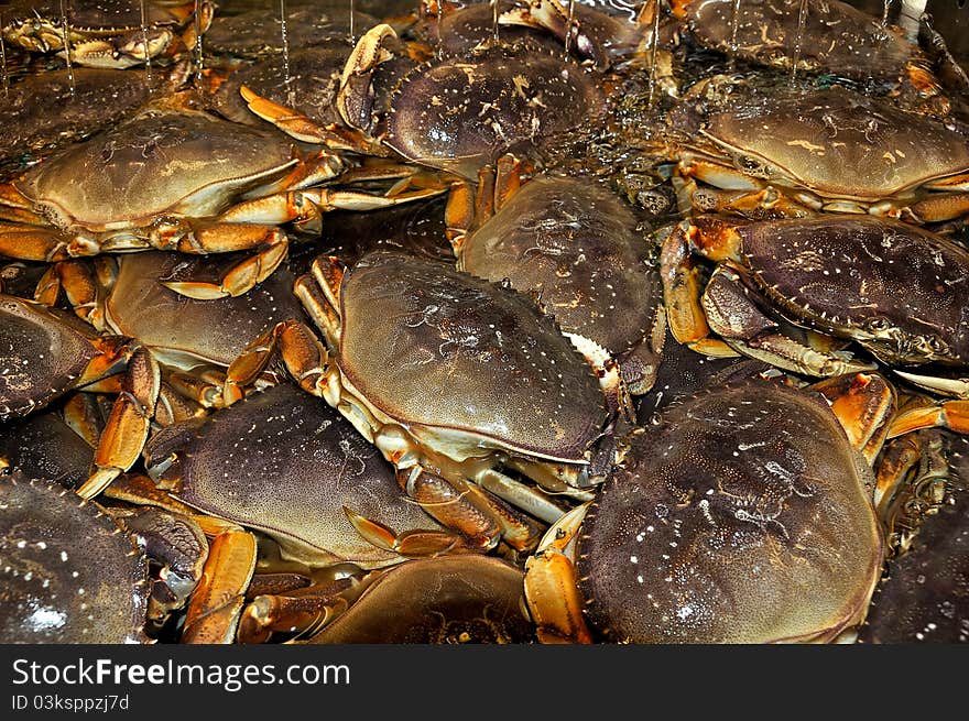 Edible crabs in tank of water. Edible crabs in tank of water