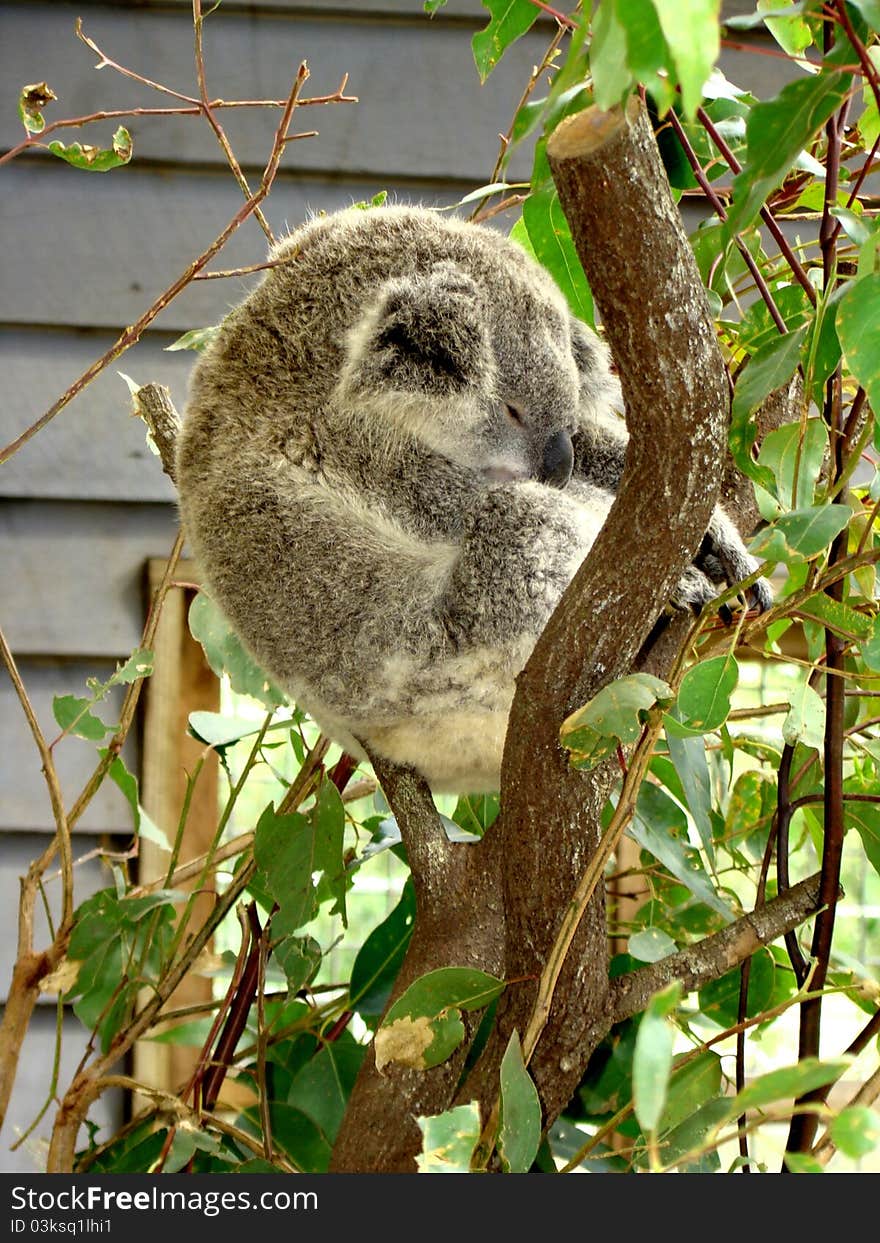 Image of koala bear sleeping on tree