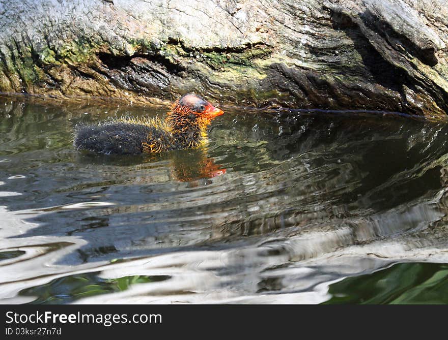 Baby Coot Chick Reflected In Water. Baby Coot Chick Reflected In Water