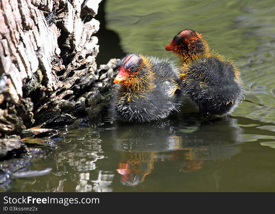 Baby Coot Chicks Reflected In Water. Baby Coot Chicks Reflected In Water