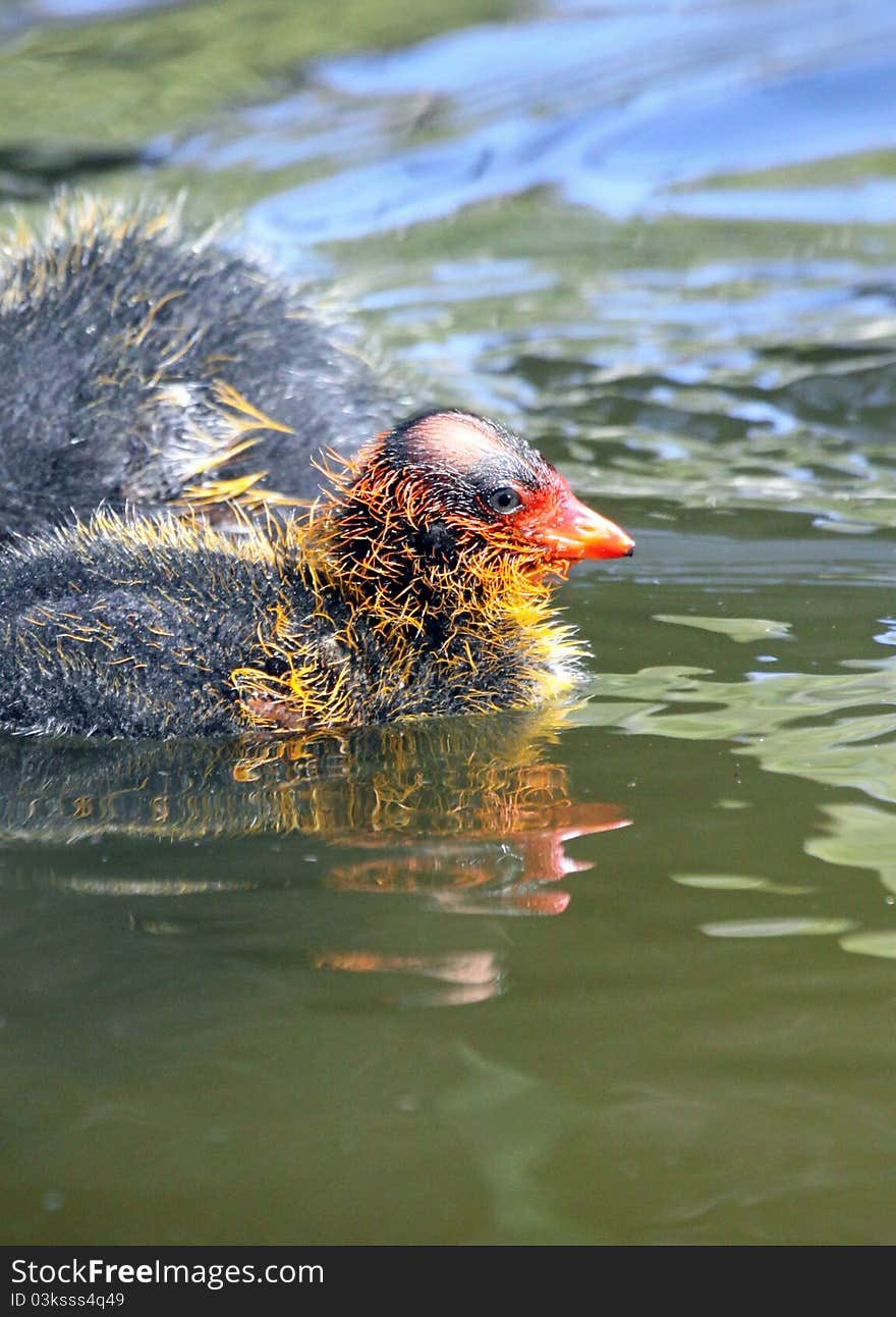 Baby Coot Chicks Reflected In Water. Baby Coot Chicks Reflected In Water