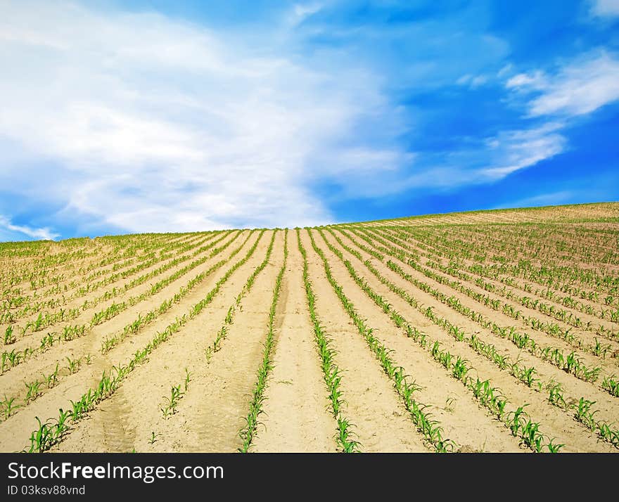 Field over blue sky