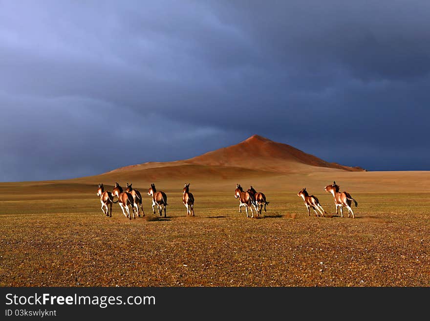 Wild donkeys running across the barren Qinghai-Tibet Plateau at sunset. Wild donkeys running across the barren Qinghai-Tibet Plateau at sunset