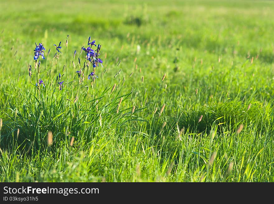 Wild flowers