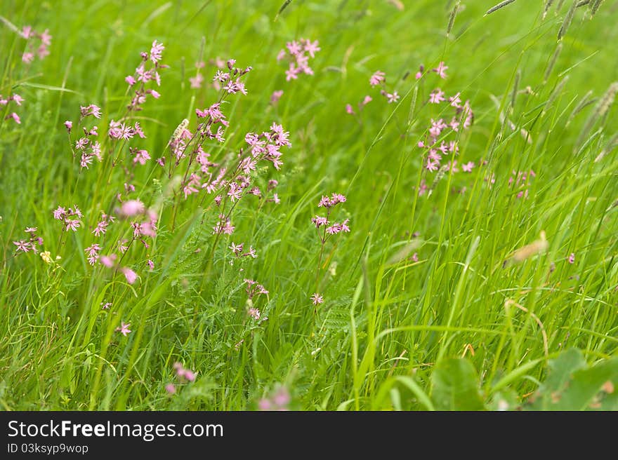 Wild flowers