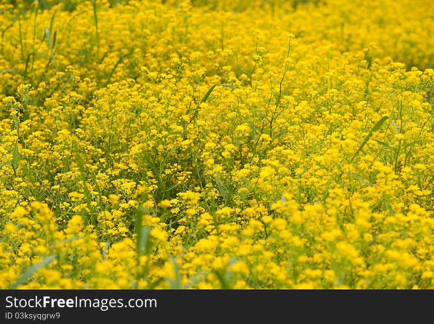 Wild flowers