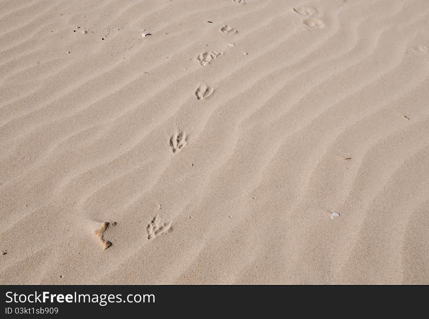 Sand pattern with traces of a bird. Sand pattern with traces of a bird