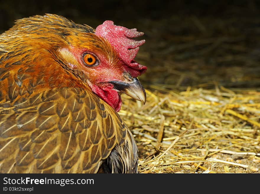 Chicken hen, mother hen incubating Chicken, isolated on black background