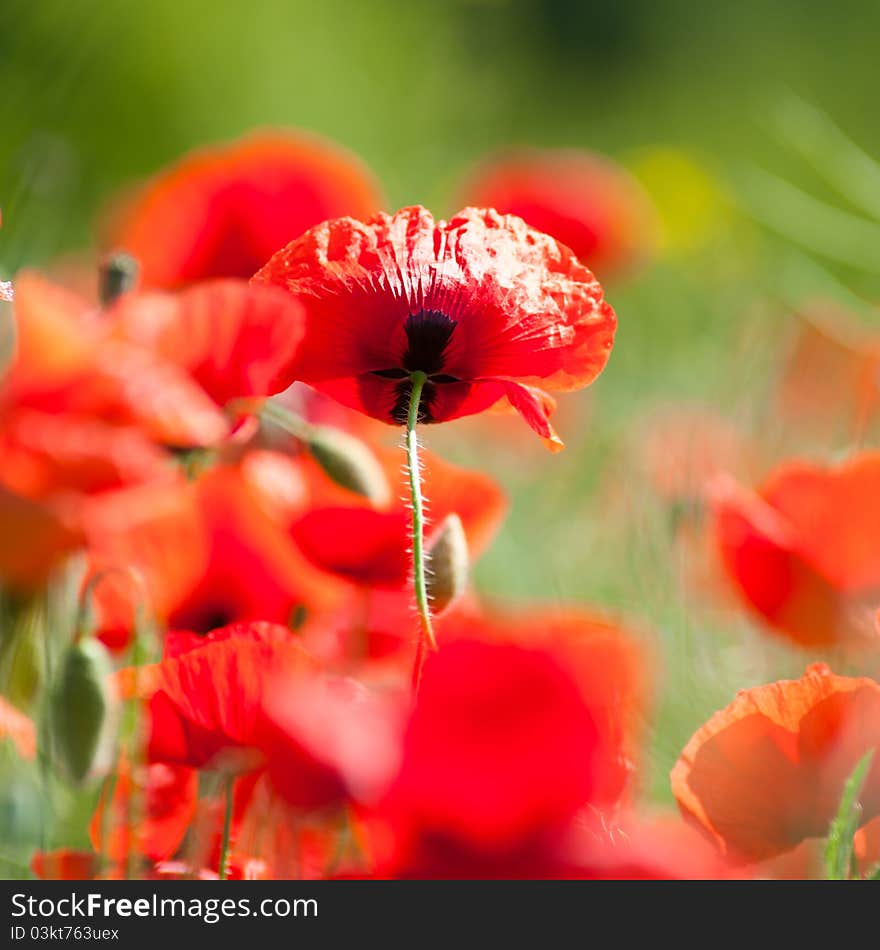 Red Poppies