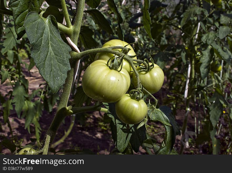 Several green tomatoes on a vine