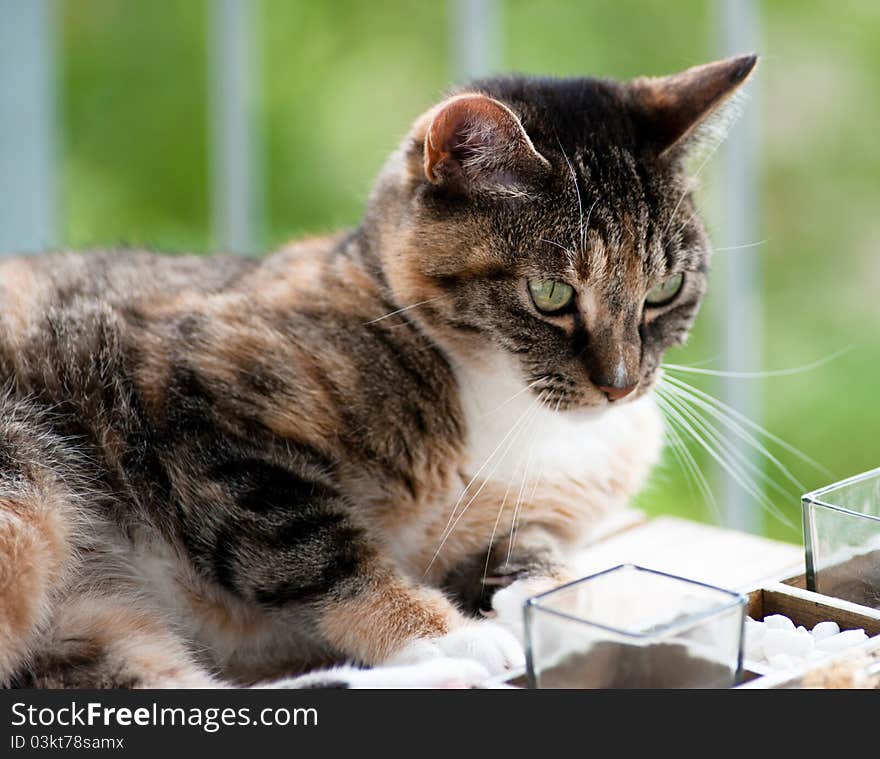 Cute Tabby Cat Portrait