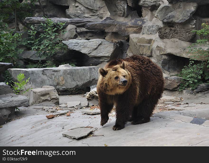 Brown Bear is the most widely distributed bear or related species, which can see in many parts of Eurasia and North America .