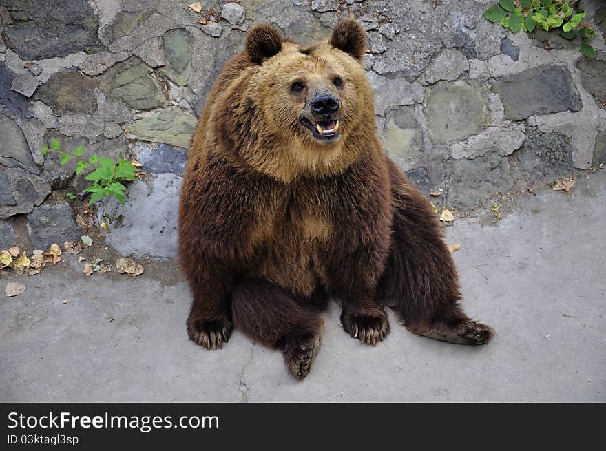 Brown Bear is the most widely distributed bear or related species, which can see in many parts of Eurasia and North America .