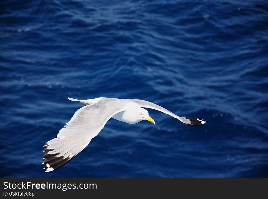 Sea gull flying on the sea. Sea gull flying on the sea