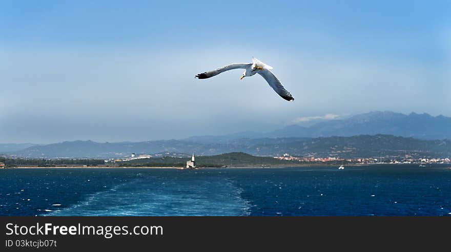 Gull flying from the ship on the horizon. Gull flying from the ship on the horizon