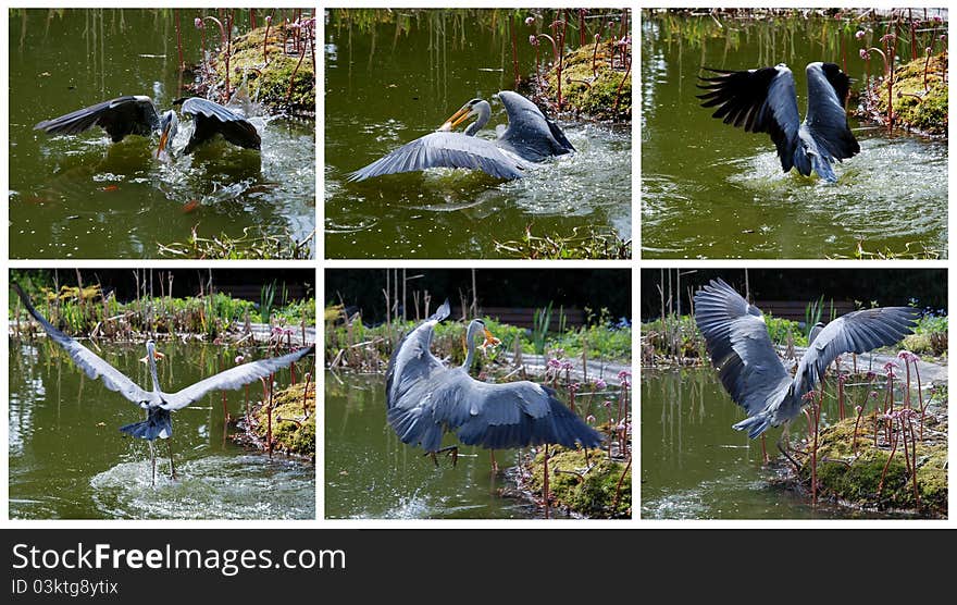 The Grey Heron Successfully Cought A Fish