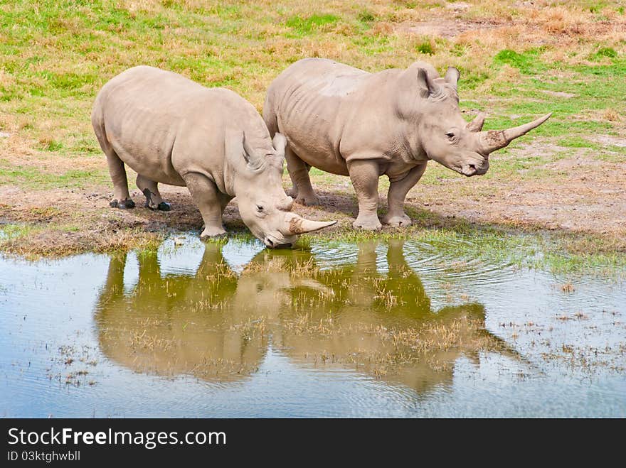 Rhino Couple At Watersedge. The Animals are reflected on the water. Rhino Couple At Watersedge. The Animals are reflected on the water