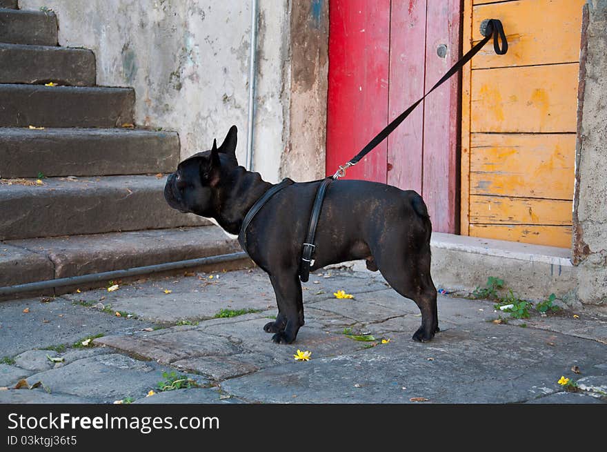 French Bulldog related to colored doors