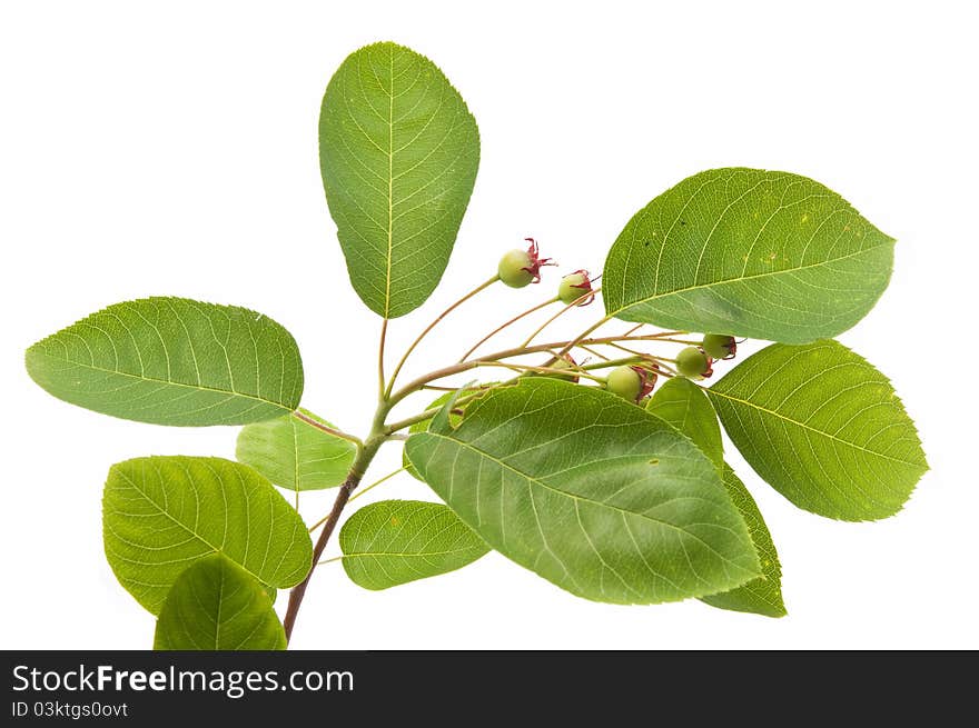 Green leaves isolated on white background. Green leaves isolated on white background