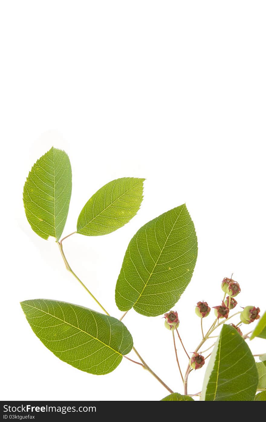 Green leaves isolated on white background. Green leaves isolated on white background