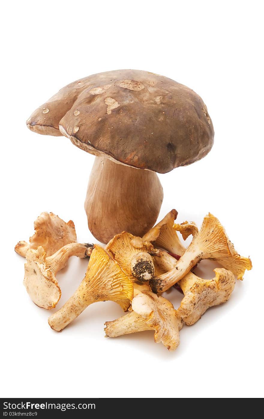 Edible mushrooms