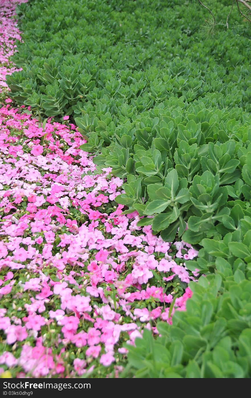 Blooming pink flowers in summer