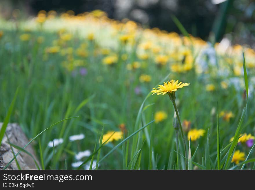 Dandelion green lawn in the spring of. Dandelion green lawn in the spring of