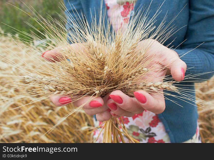 Wheat in the hands