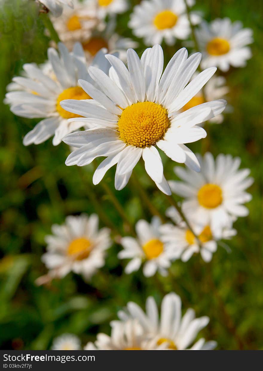 Young white daisies on a background of ripe green. Young white daisies on a background of ripe green