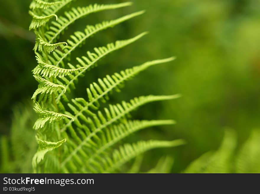 Pattern Of Fern Leaves With Copyspace