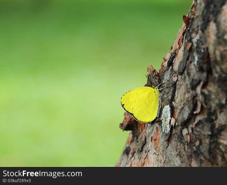 Single yellow butterfly on the tree