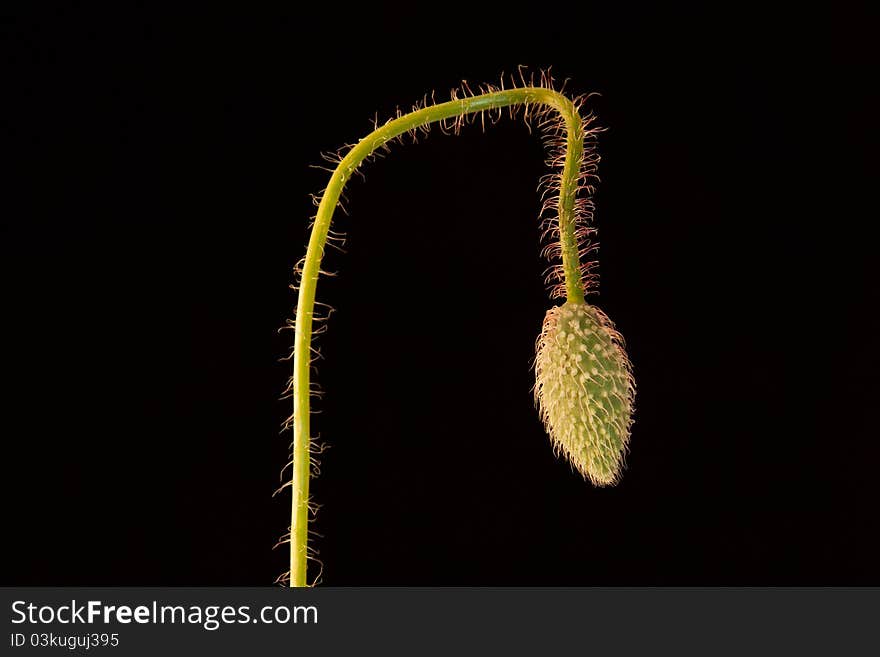 Close poppy bloom